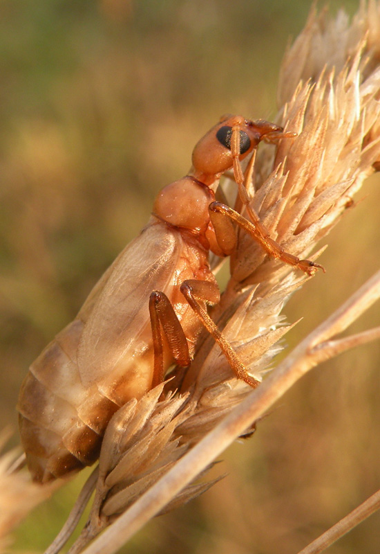 Vesperus luridus (Vesperidae)